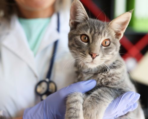 Pet Laboratory & Diagnostics