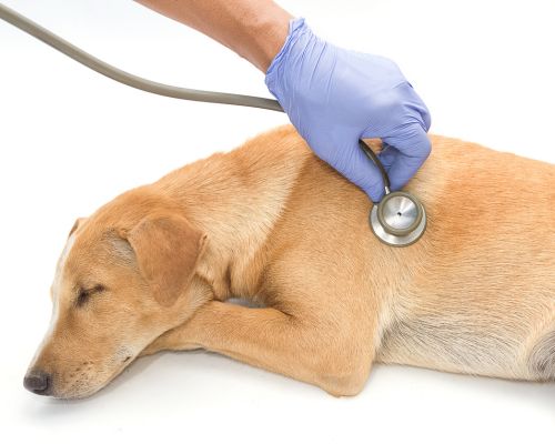 Pet Sick Pet Exams